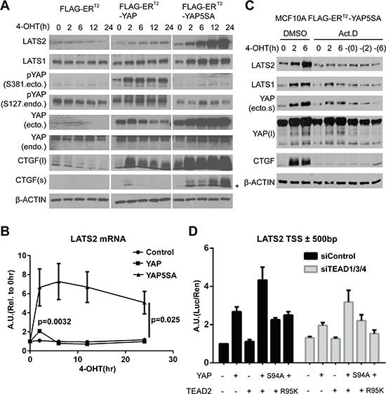 YAP activation directly induces LATS2 transcription.