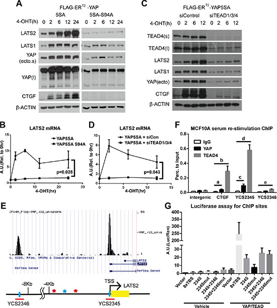 The YAP-TEAD complex directly increases LATS2 transcription.