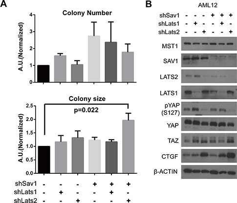 Abrogation of negative feedback on YAP in a cell line causes a tumor-associated phenotype.