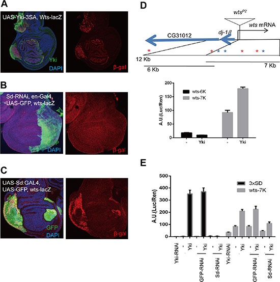 Direct negative feedback on YAP/Yorkie is conserved in Drosophila.