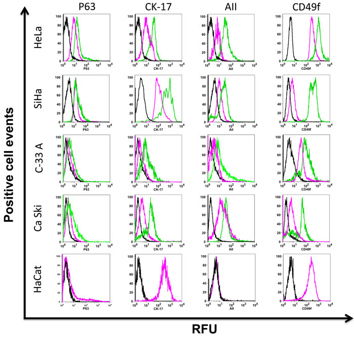 Putative cervical cancer stem cell phenotype present in cervospheres.