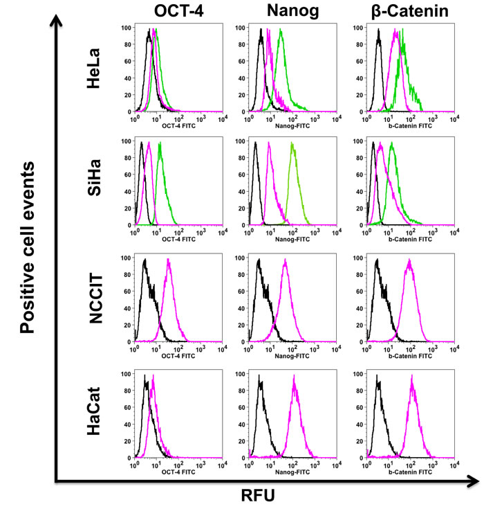 Stemness markers are increased in cervosphere cells.