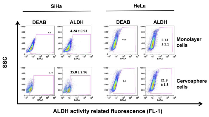 ALDH activity is increased in cervical cancer stem cell enriched cultures.