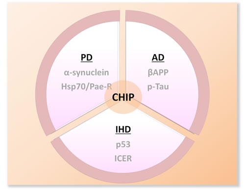 Schematic diagram of the substrates of CHIP in several well-studied neruodegenerative disorders.