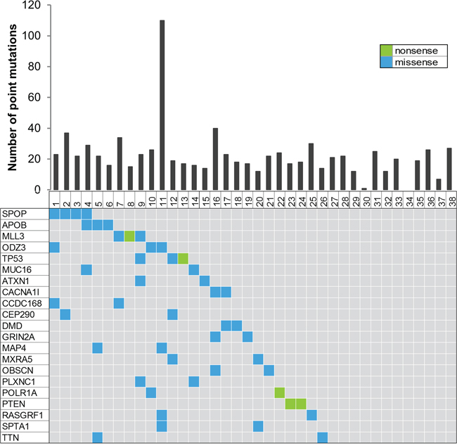 Summary of the whole exome sequencing.