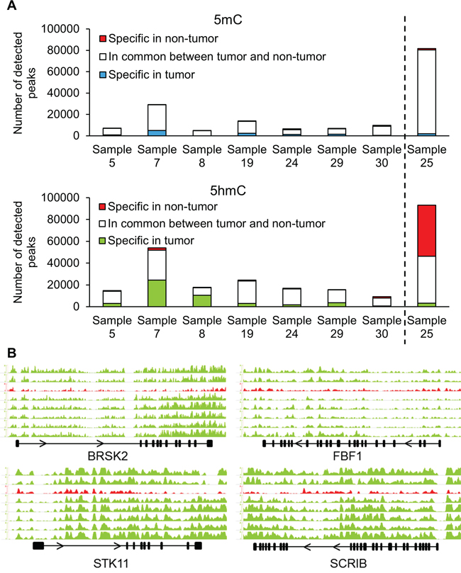 (h)MeDIP-Seq demonstrates changes in hydroxymethylation of cell polarity genes.