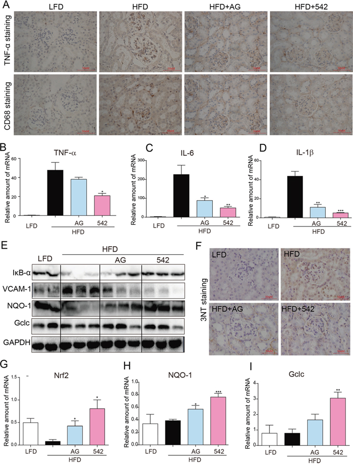 Oral administration of EGFR inhibitors reduced HFD-induced inflammation and ROS production in the kidneys of ApoE-/- mice.