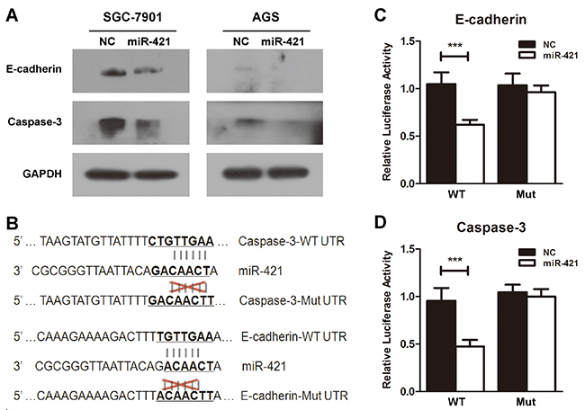 E-cadherin and caspase-3 are targets of miR-421.