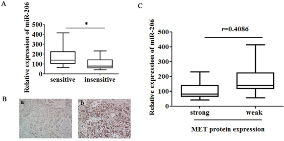 Low expression of miR-206 in lung adenocarcinoma tissues correlates with increased cisplatin resistance and MET expression.