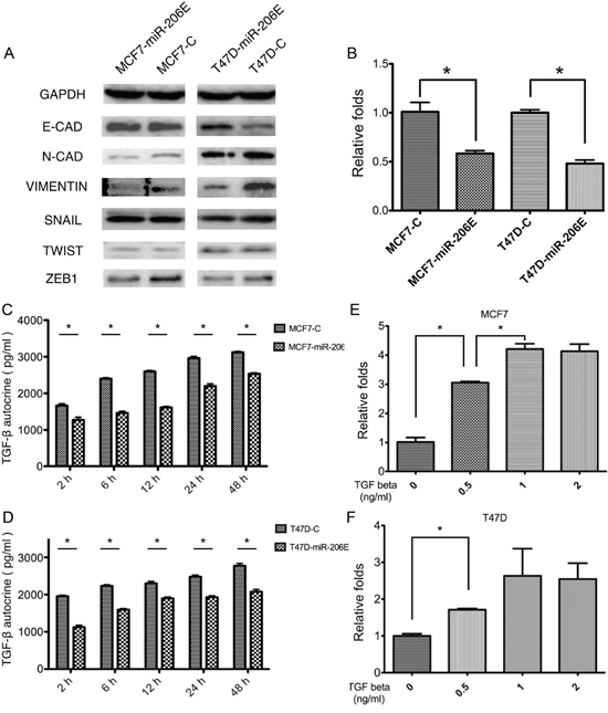MicroRNA (miR)-206 suppresses the epithelial mesenchymal transition (EMT) by targeting transforming growth factor (TGF)-&#x03B2; transcription and autocrine expression.