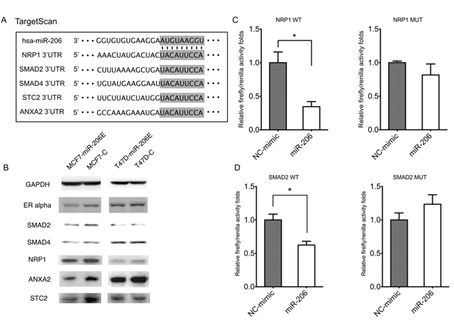 MiR-206 targets TGF-&#x03B2; signaling genes.