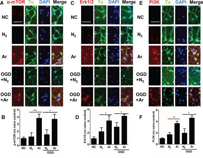 Enhanced expression of PI-3K, ERK1/2 and p-mTOR in cultured cortical neuronal cells after argon exposure.