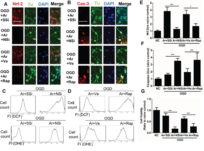 Inhibition of Nrf2 or p-mTOR attenuated the cytoprotective effects conferred by argon in cortical neuronal cells after OGD deprivation.