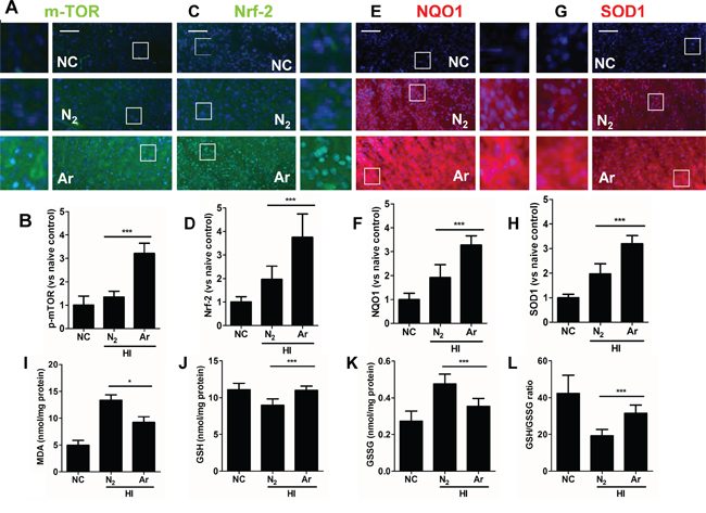Argon treatment activates anti-oxidative protein expression and reduced oxidative stress in brain cortex with hypoxic-ischaemia injury.