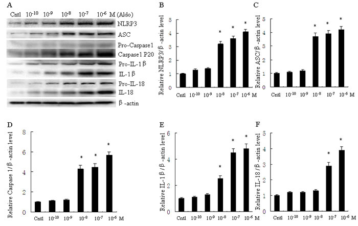 Aldo dose-dependent activated NLRP3 inflammasome in HK-2 cells.