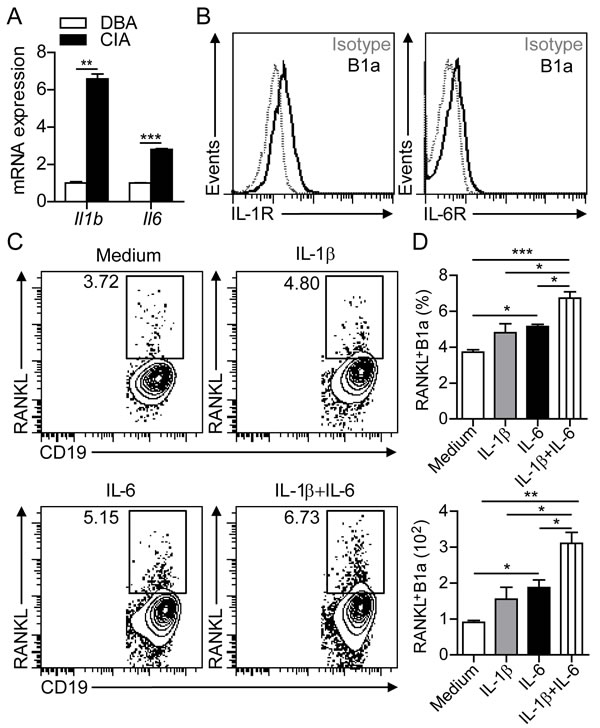 IL-1&#x3b2; and IL-6 induce RANKL expression in B1a cells.