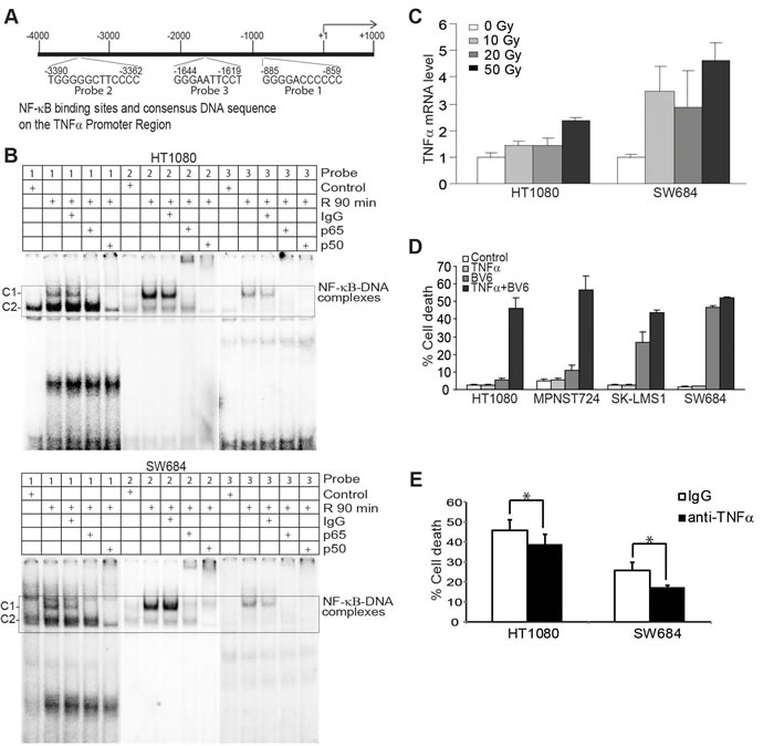 Radiation-induced NF-&#x3ba;B directly regulates TNF&#x3b1; transcription that acts in concert with BV6 to induce tumor cell death.