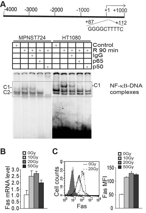 Radiation induces NF-&#x3ba;B to regulate FAS transcription.