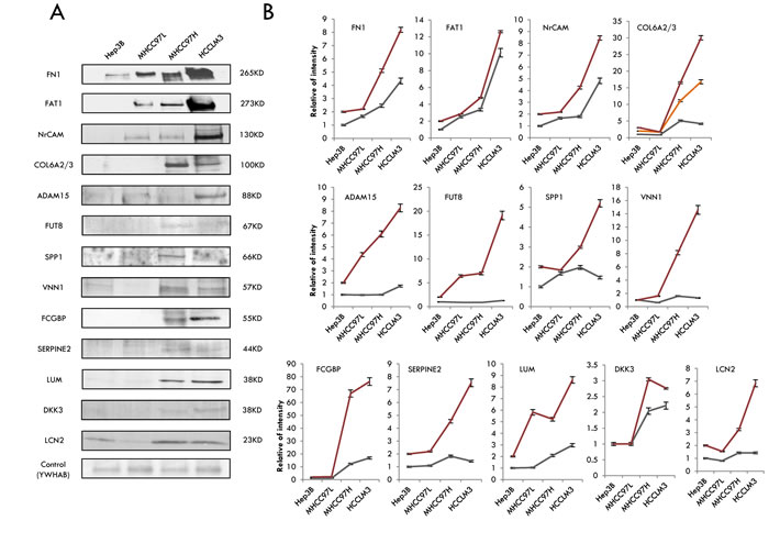 Selection and validation of the candidates for HCC metastasis by western blotting.