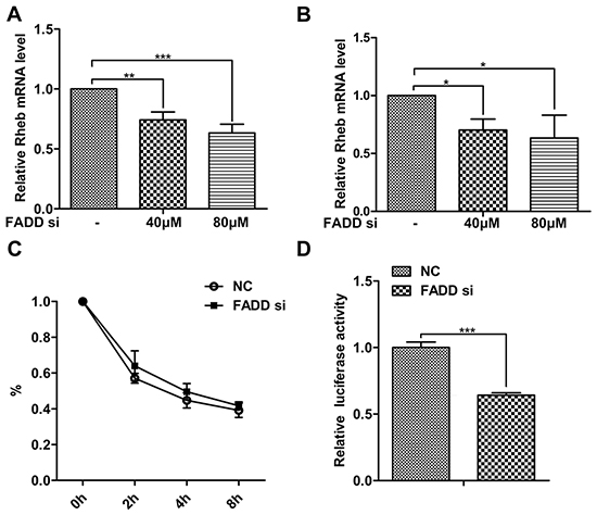 FADD interference decreased Rheb expression on the transcriptional level.