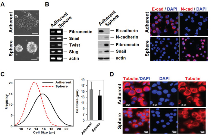 Mammosphere cultured MCF-7 cells acquire EMT phenotypes with variability in properties.