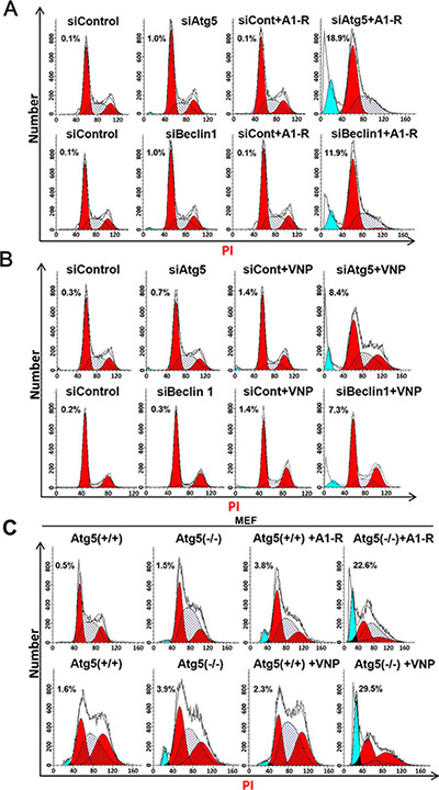 Blockage of autophagy pathway enhances Salmonella-mediated apoptosis.