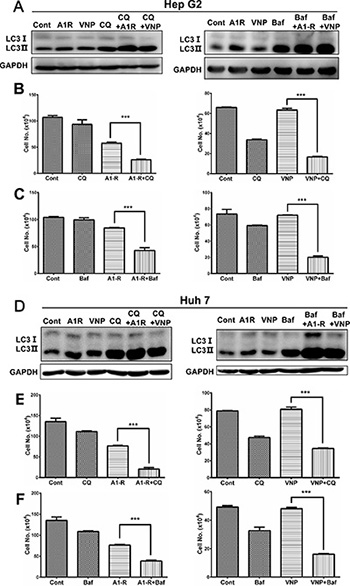 Pharmaceutical inhibition of autophagy pathway enhances the anticancer efficacy of tumor-targeting Samonella.