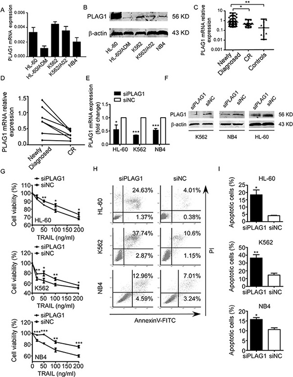 Decreased expression of PLAG1 increased TRAIL sensitivity of AML cells.