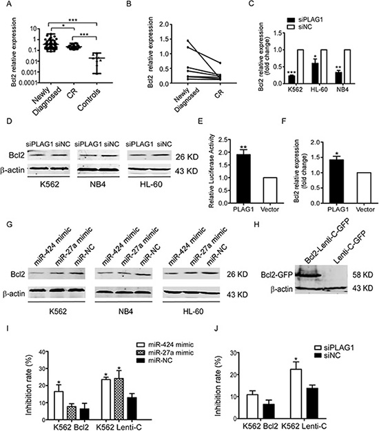 Inhibition of TRAIL-induced apoptosis depends on the transcriptional activation of Bcl2 aroused by PLAG1 upregulation.
