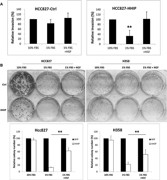 HGF treatment recovered the clonogenicity and invasion activities that were suppressed in LAC cells overexpressing HHIP in serum-starvation state.