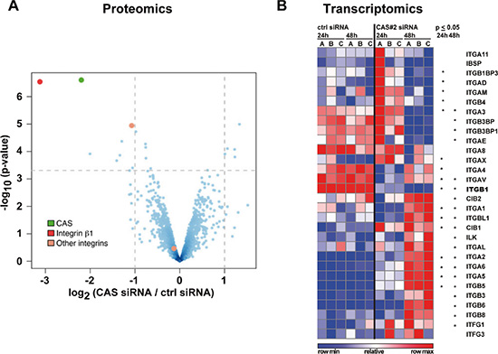 Integrin &#x00DF;1 protein and transcript are reduced after CAS silencing.