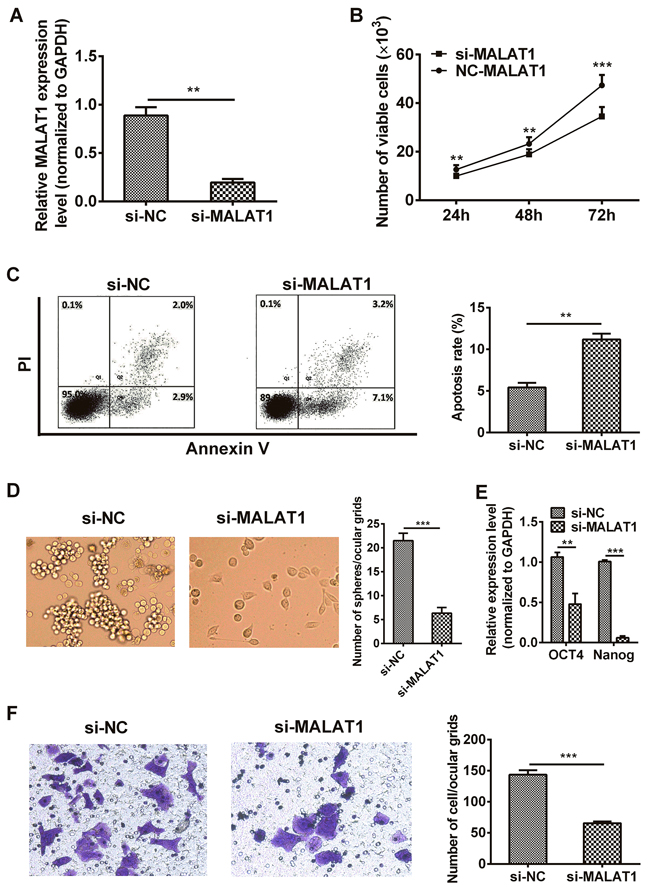 Down-regulation of MALAT1 inhibited malignant potential in TE7 cells.