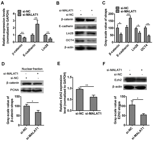 Effect of MALAT1 down-regulation on &#x03B2;-catenin, E-cadherin, Lin28, OCT4 and Ezh2 expressions.