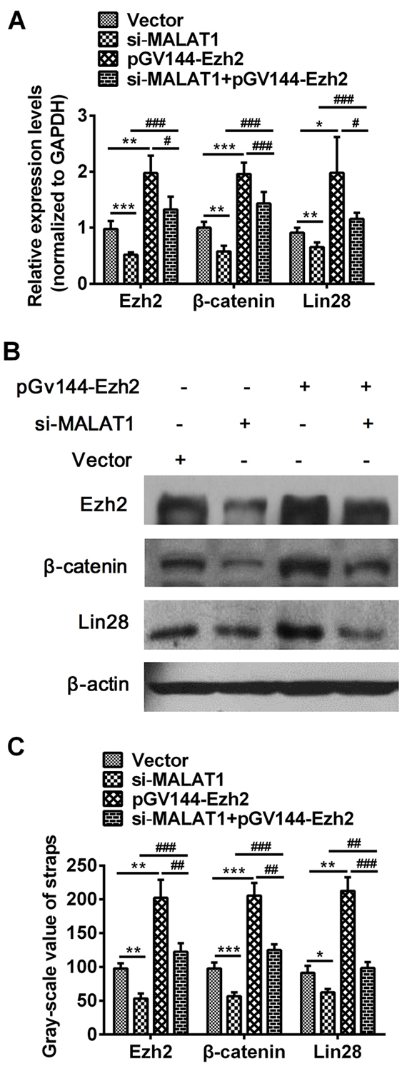 Over-expressed Ezh2 combined with MALAT1 down-regulation completely reversed the si-MALAT1-mediated repression of &#x03B2;-catenin and Lin28 in esophageal cancer cells.