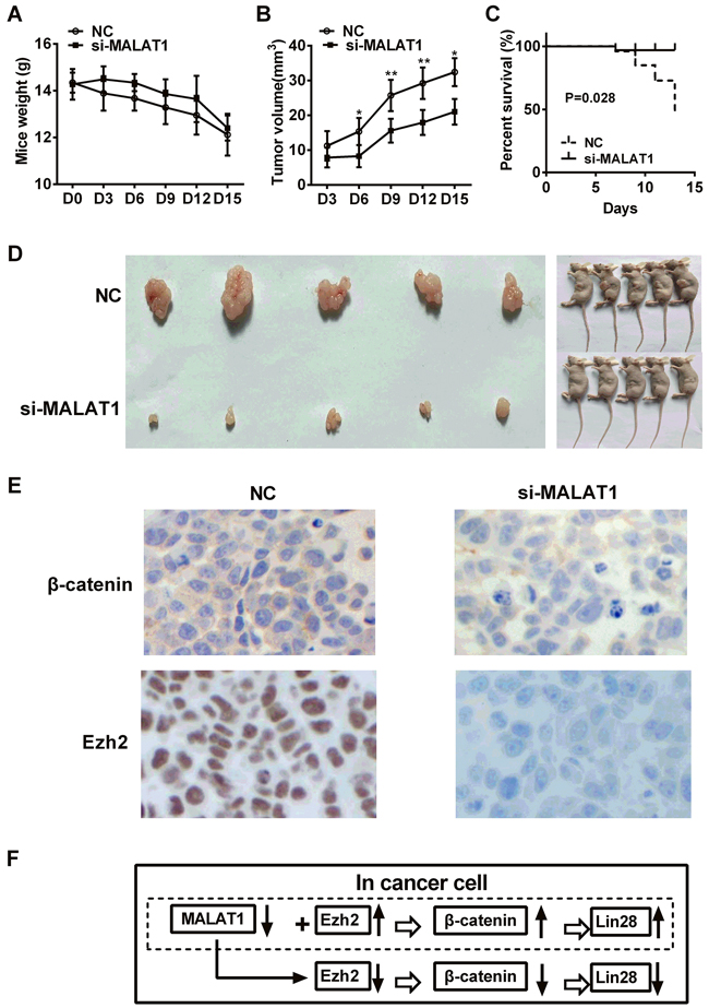 Effect of MALAT1 knockdown on the growth of ESCC in vivo.