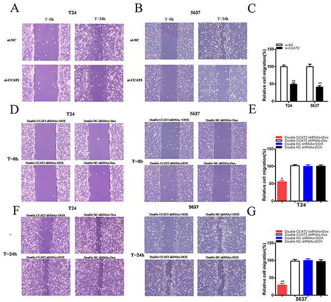 Cell migration was suppressed after transfection of si-CCAT2 or double CCAT2 shRNAs vectors.
