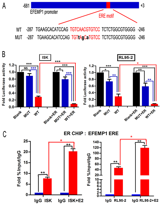 ER&#x03B1; binds to the EFEMP1 promoter and suppresses its expression in EC cells.