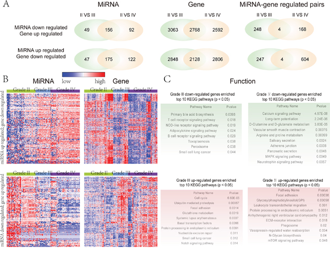 Global view of the glioma malignant progression related miRNAs and genes.