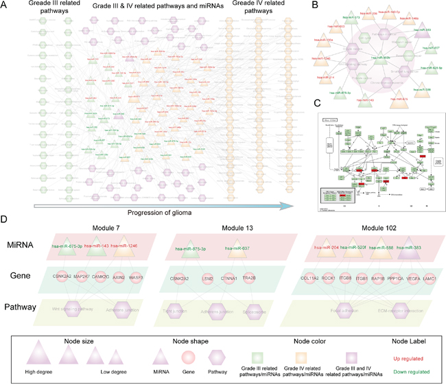 The global miRNA-pathway crosstalk network and several modules.