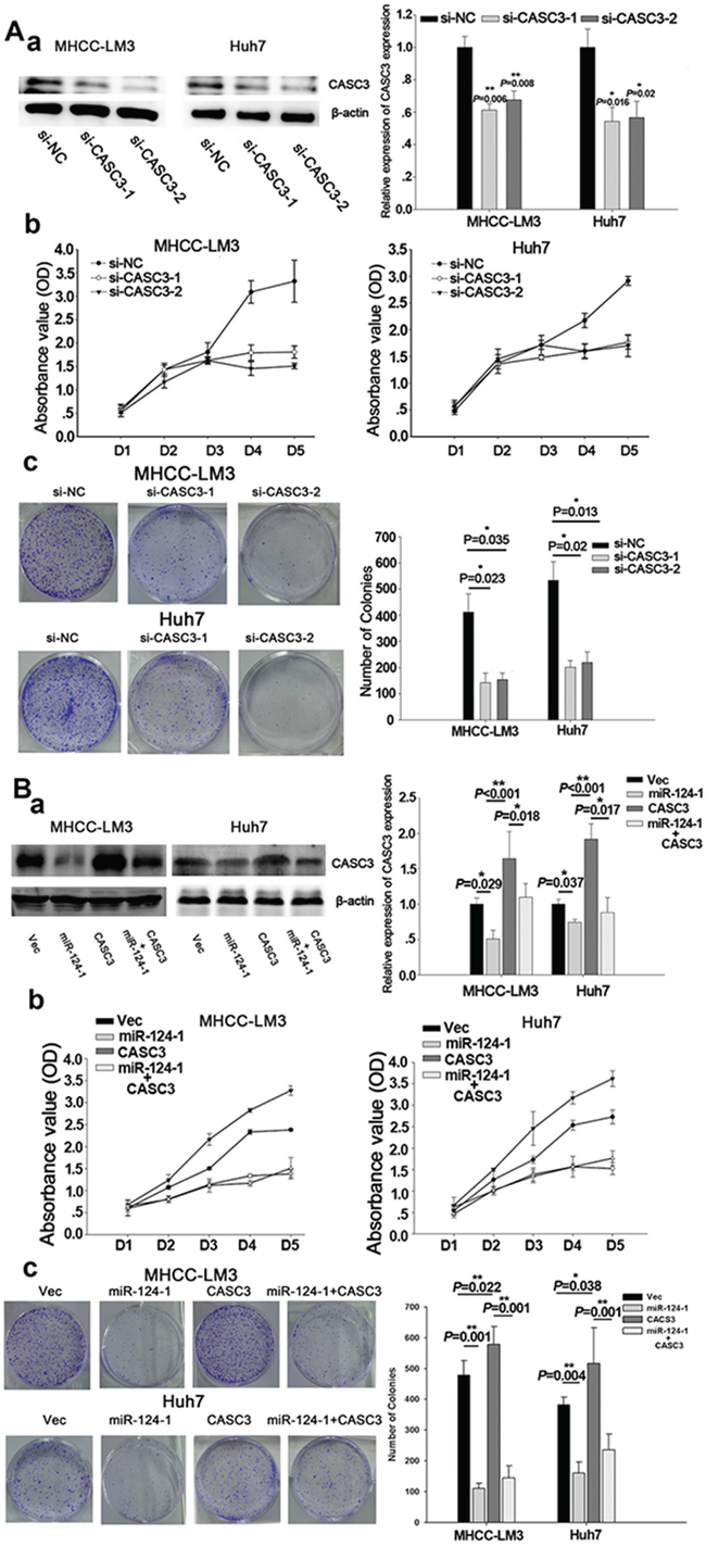 CASC3 mediates the tumor-suppressive function of miR-124-1.