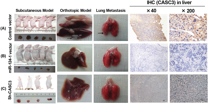 The effect of miR-124-1 on tumor formation in a nude mice xenograft model.
