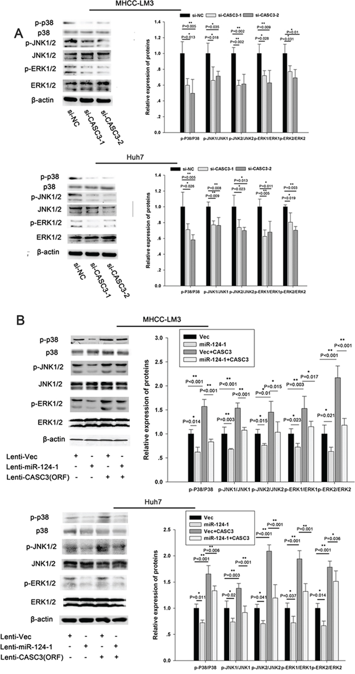 miR-124-1 inhibits tumorigenesis via the p38-Akt-JNK pathway.