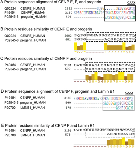 Progerin C-terminal sequence is similar to CENP-F terminus.