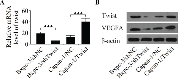 Analyze the expression of Twist and VEGFA in Bxpc-3 and Capan-1 cell lines.