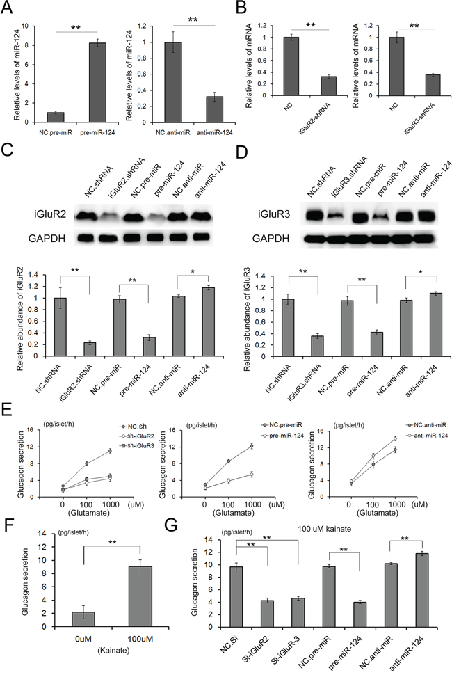 Role of miR-124-3p in glucagon release through iGluR2/3 targeting.