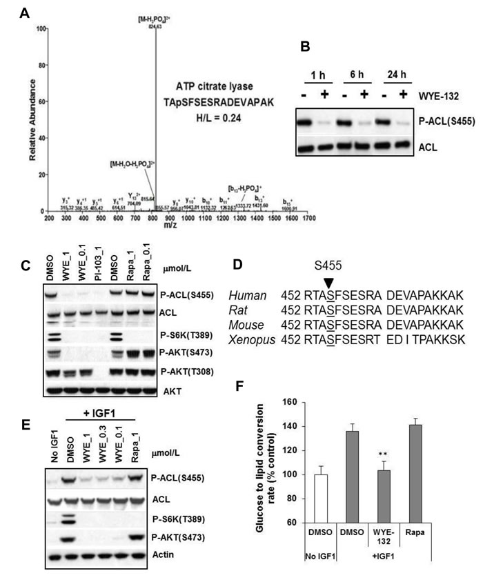 ACL is an mTOR regulated phosphoprotein.