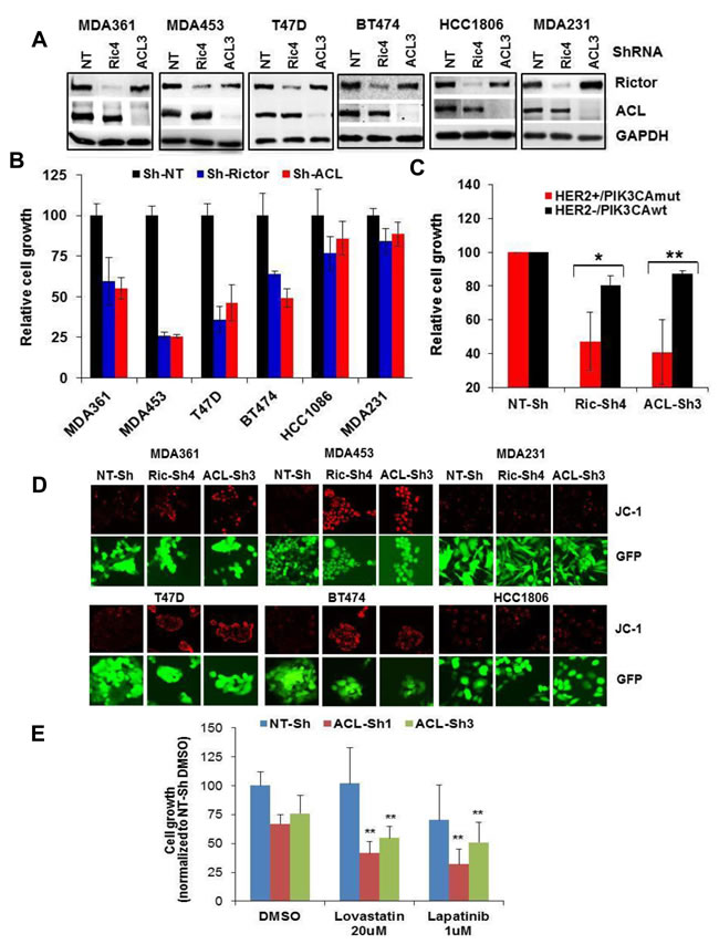 Depletion of mTORC2 or ACL broadly inhibits growth in HER2/PIK3CA-hyperactive breast tumor cells.