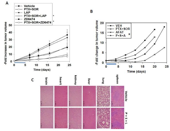 [Pemetrexed + Sorafenib] treatment extends animal survival and is enhanced by inhibition of ERBB1/2 signaling.