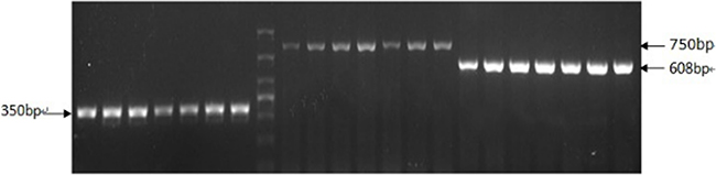 Positive results of APP/PS1 transgenic mice genotype by RT-PCR.