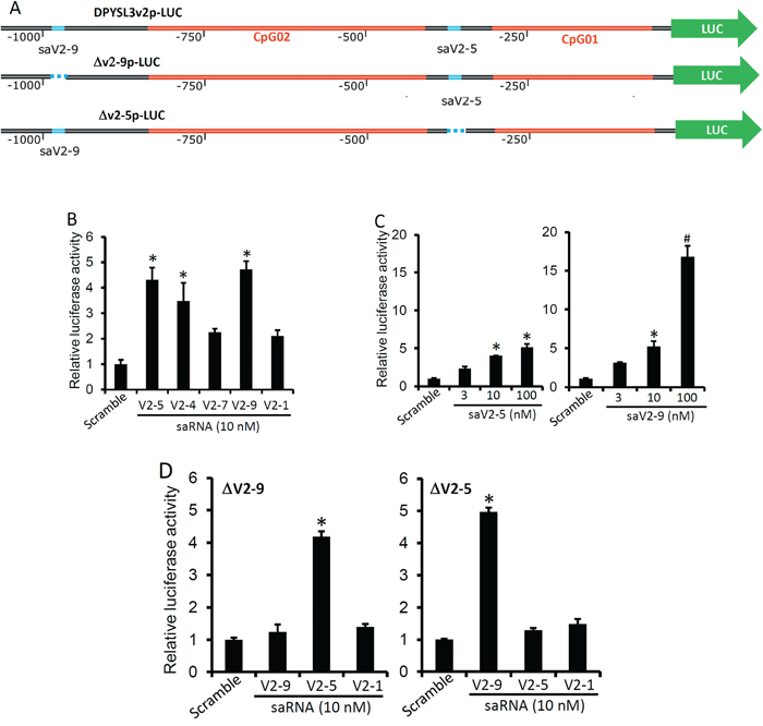 Promoter-specific effect of the saRNAs on DPYSL3 expression.
